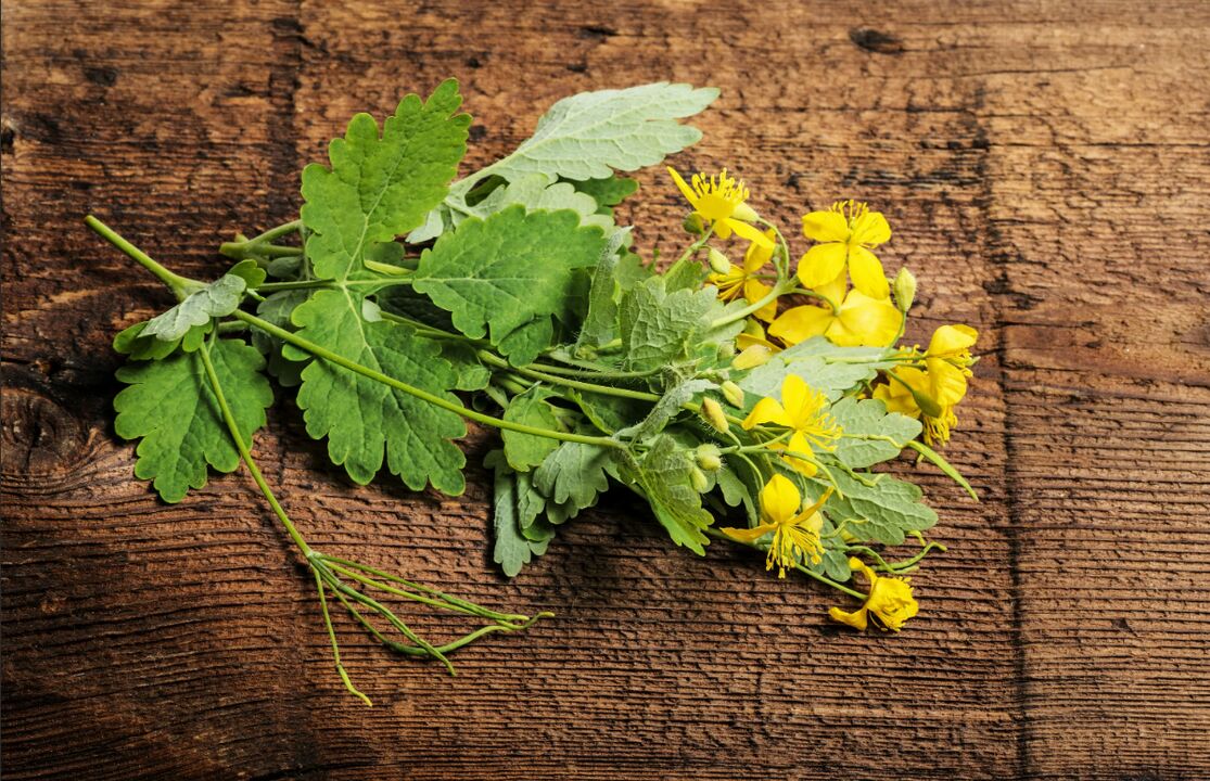 Celandine - a healing plant against nail fungus